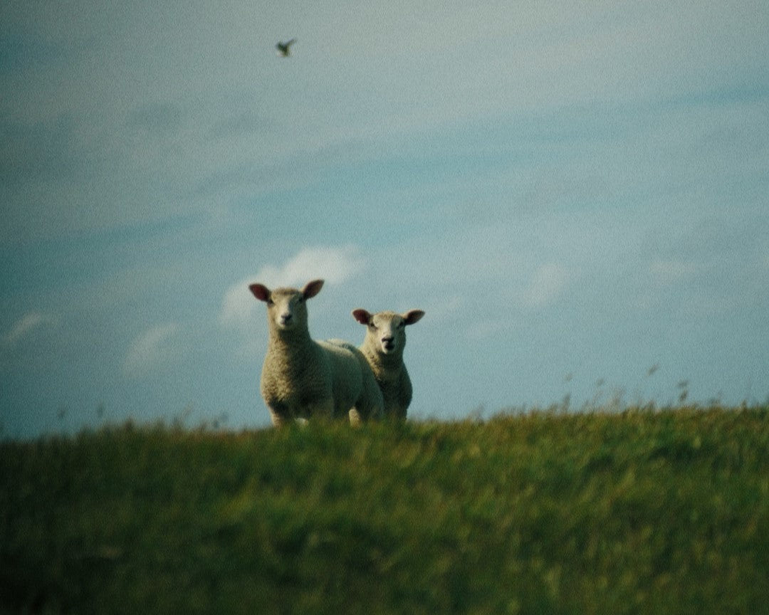 How to Shoot Nostalgic Vintage Nature Photography with Dominik Lange