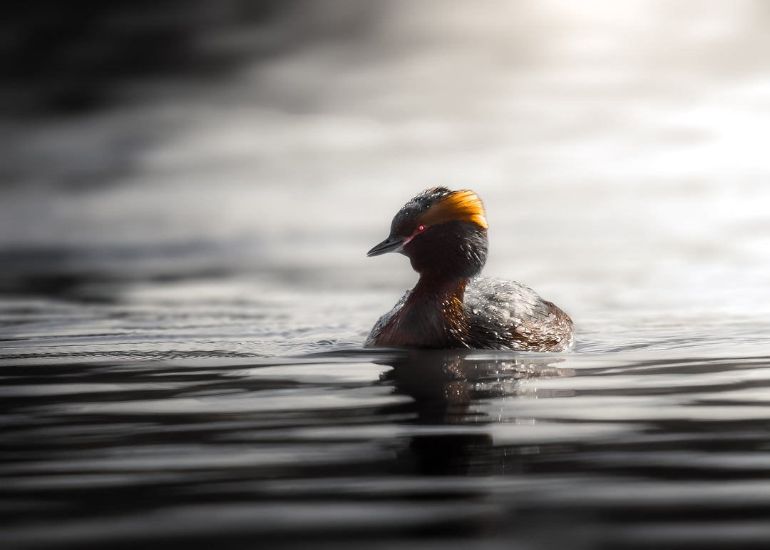 Essential Wildlife Photography Tips With Janne Pasanen