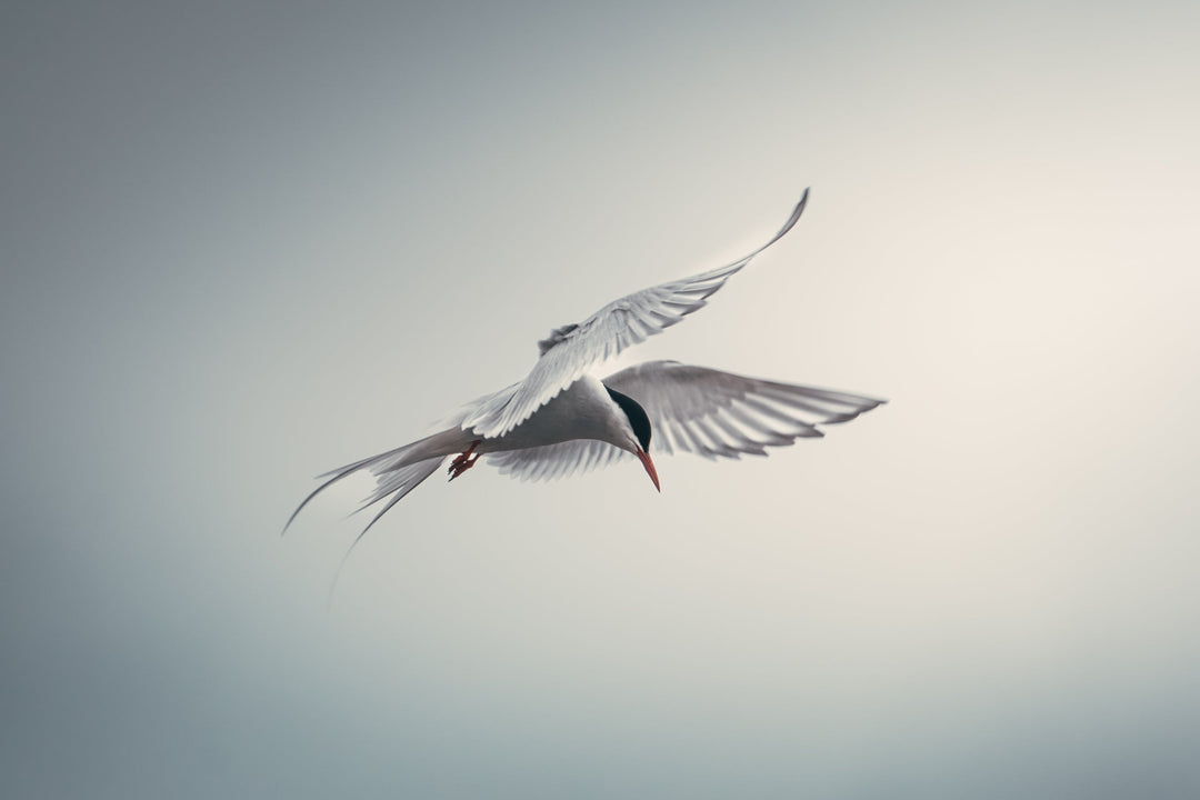 Tips for Story-Rich Wildlife Photography with Juho Kuusela