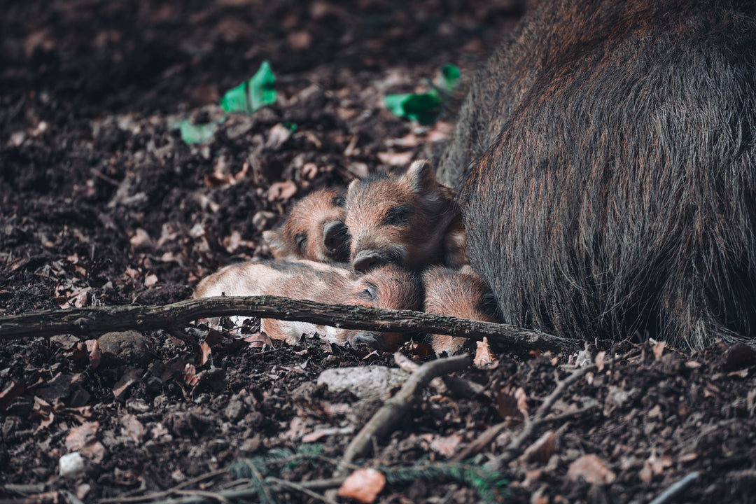 Wheelchair Wildlife Photography: Adapting to Adversity With Sebastian