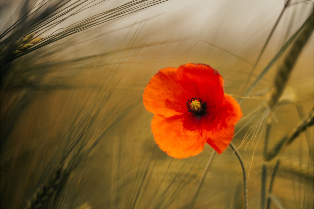 Turn Your Backyard into Gallery‑Ready Photos, Tips from Micha