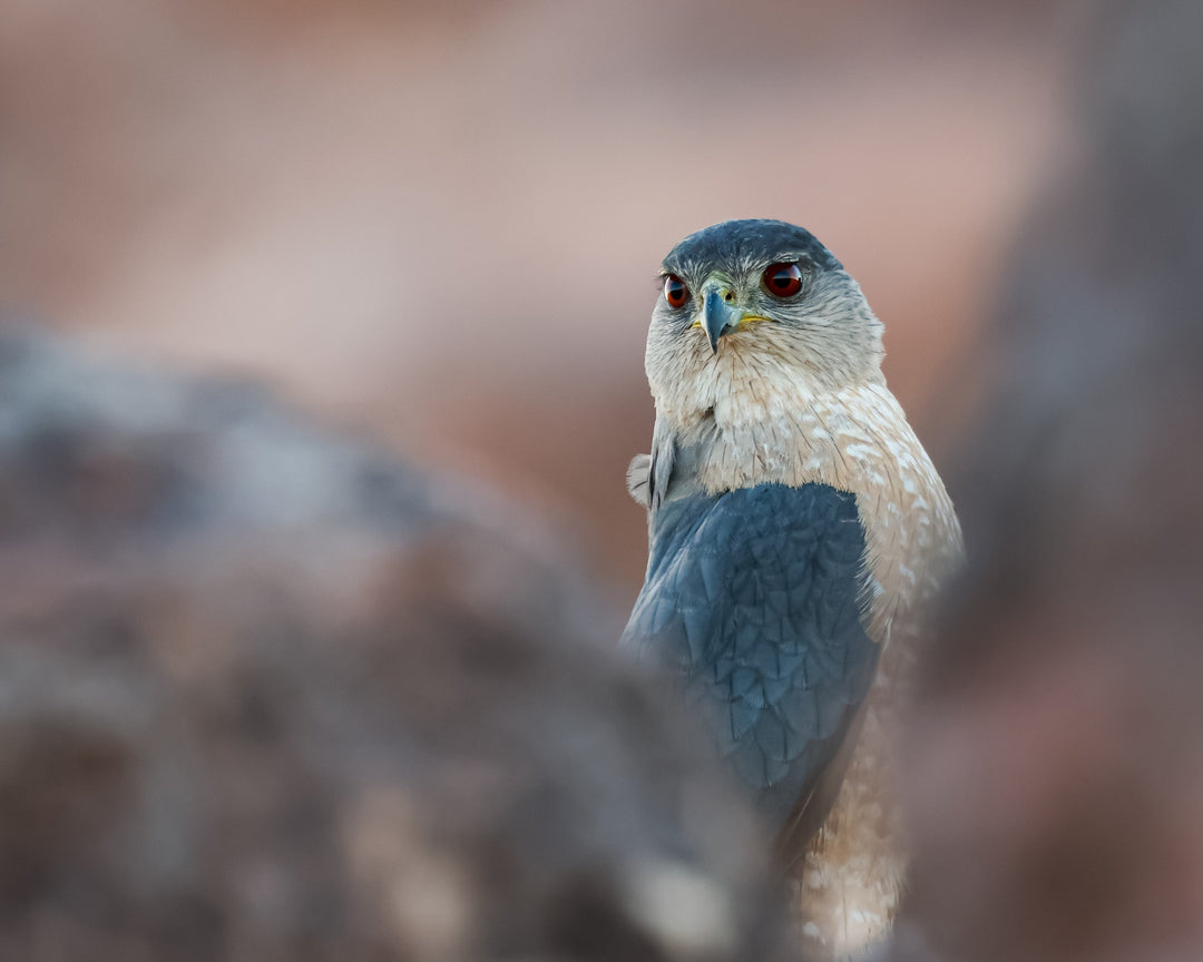 How to Take Sharp Bird Photos Without a Tripod – Tips From BirdBrainMatt