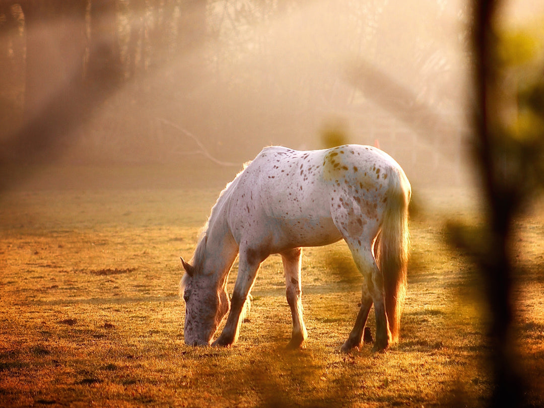How to Start Your Nature Photography Journey, Tips From Max