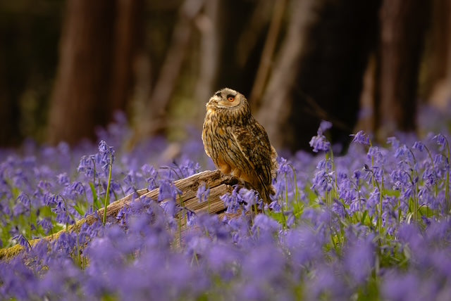 Wildlife Photography Tips for Meaningful Images with Melanie Randall