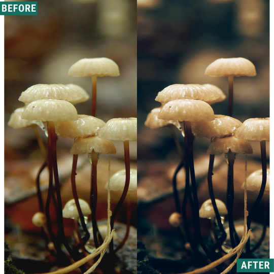 Rustikales Grün Lightroom Presets Pack