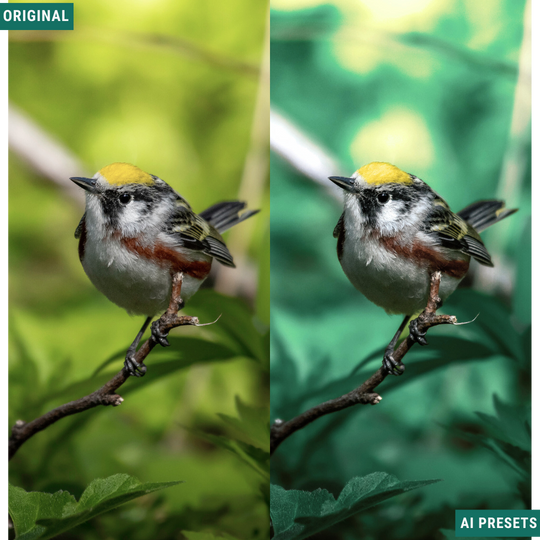 Moody AI Color Lightroom Toolkit