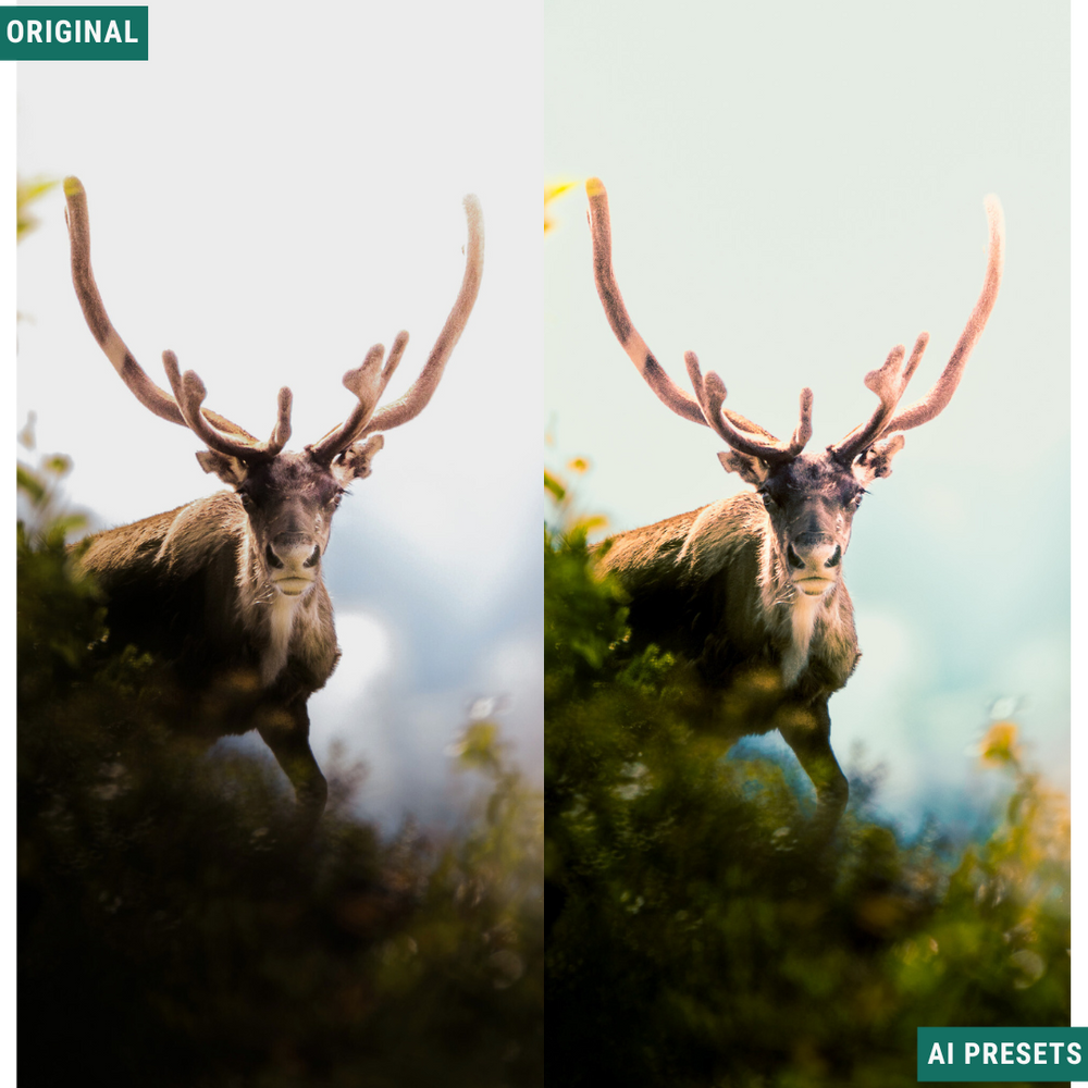 Summer AI Color Lightroom Toolkit