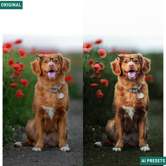 Moody AI Color Lightroom Toolkit