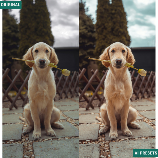 Spring AI Color Lightroom Toolkit