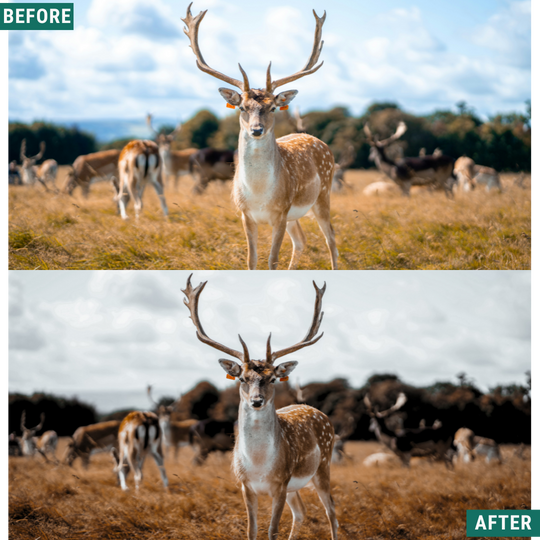 Gedämpfte Stimmung Lightroom Presets Pack