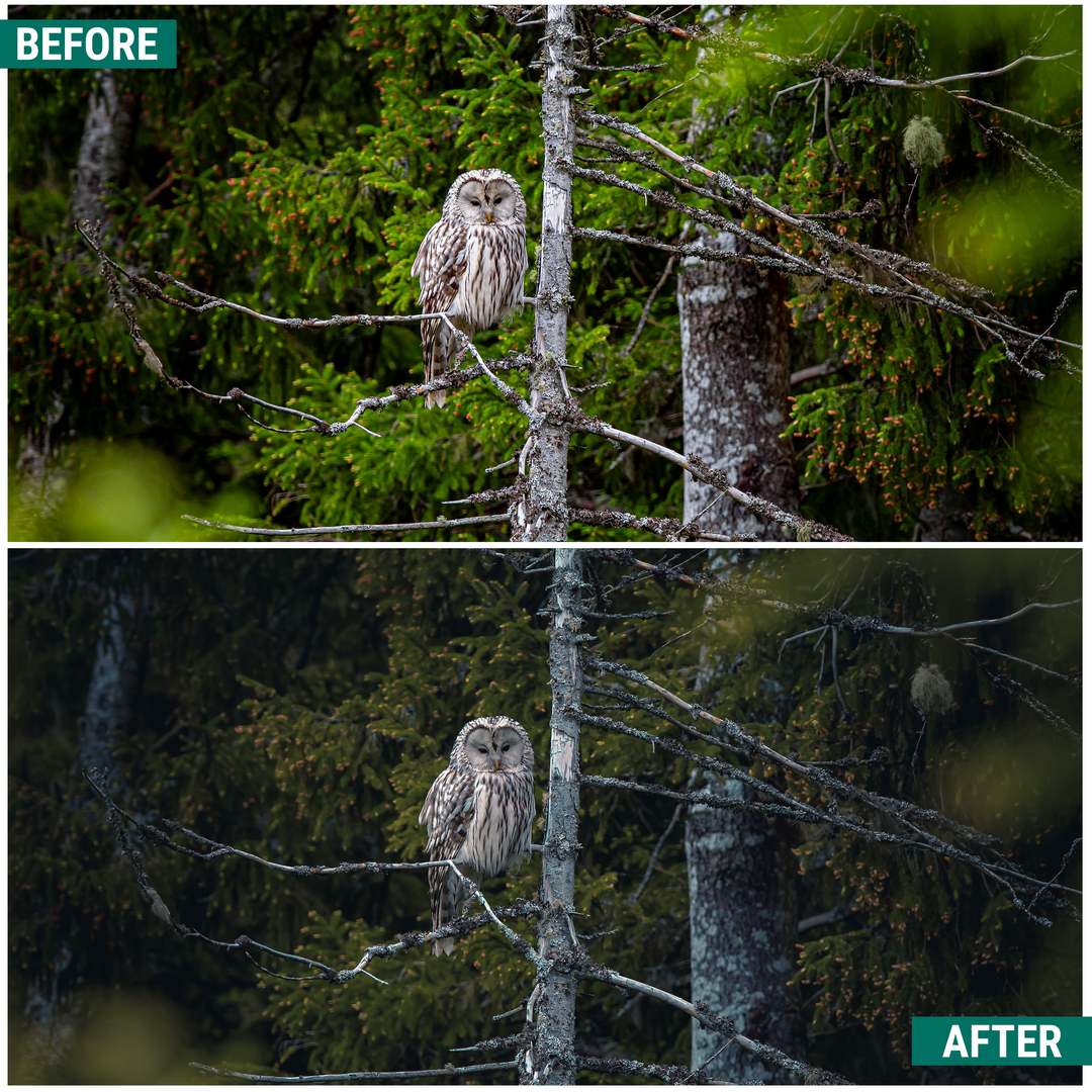 Moody Greens Lightroom Presets Pack