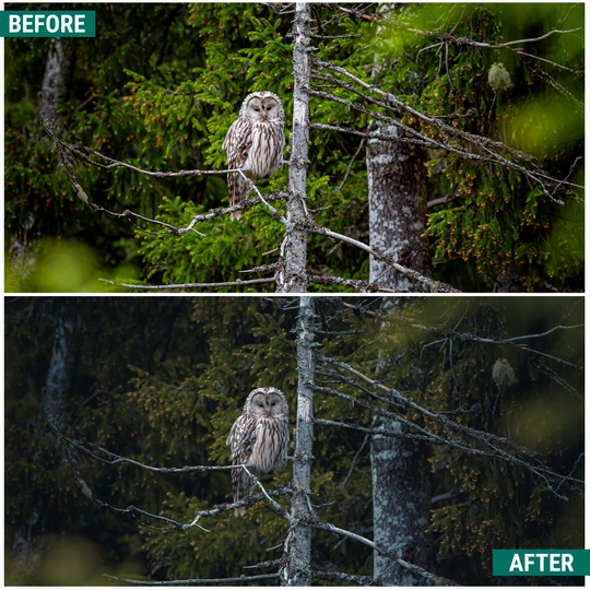 Moody Greens Lightroom Presets Pack