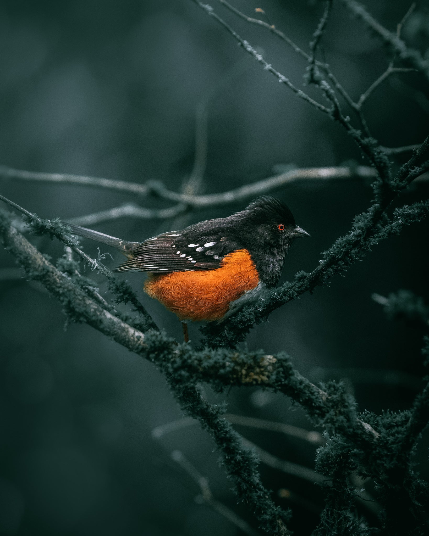 Photo of an orange bird in nature, edited with a deep green moody Lightroom preset