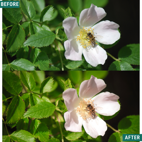 Klassisches Vista Lightroom-Voreinstellungspaket