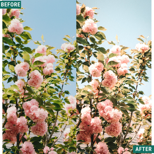 Klassisches Vista Lightroom-Voreinstellungspaket