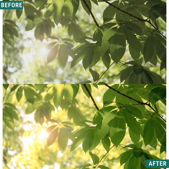 Helles Grün Lightroom Presets Pack