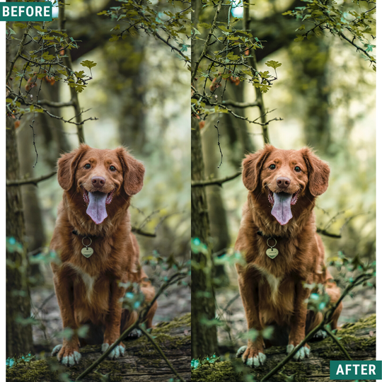 Helles Grün Lightroom Presets Pack