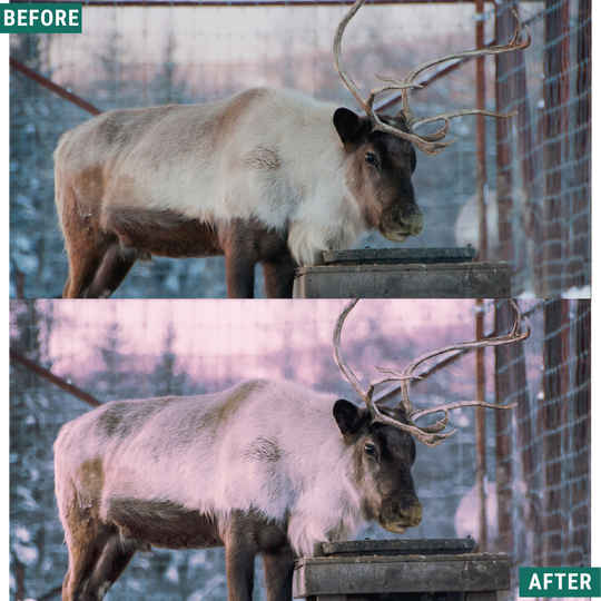 Winterdämmerung Lightroom Presets Pack