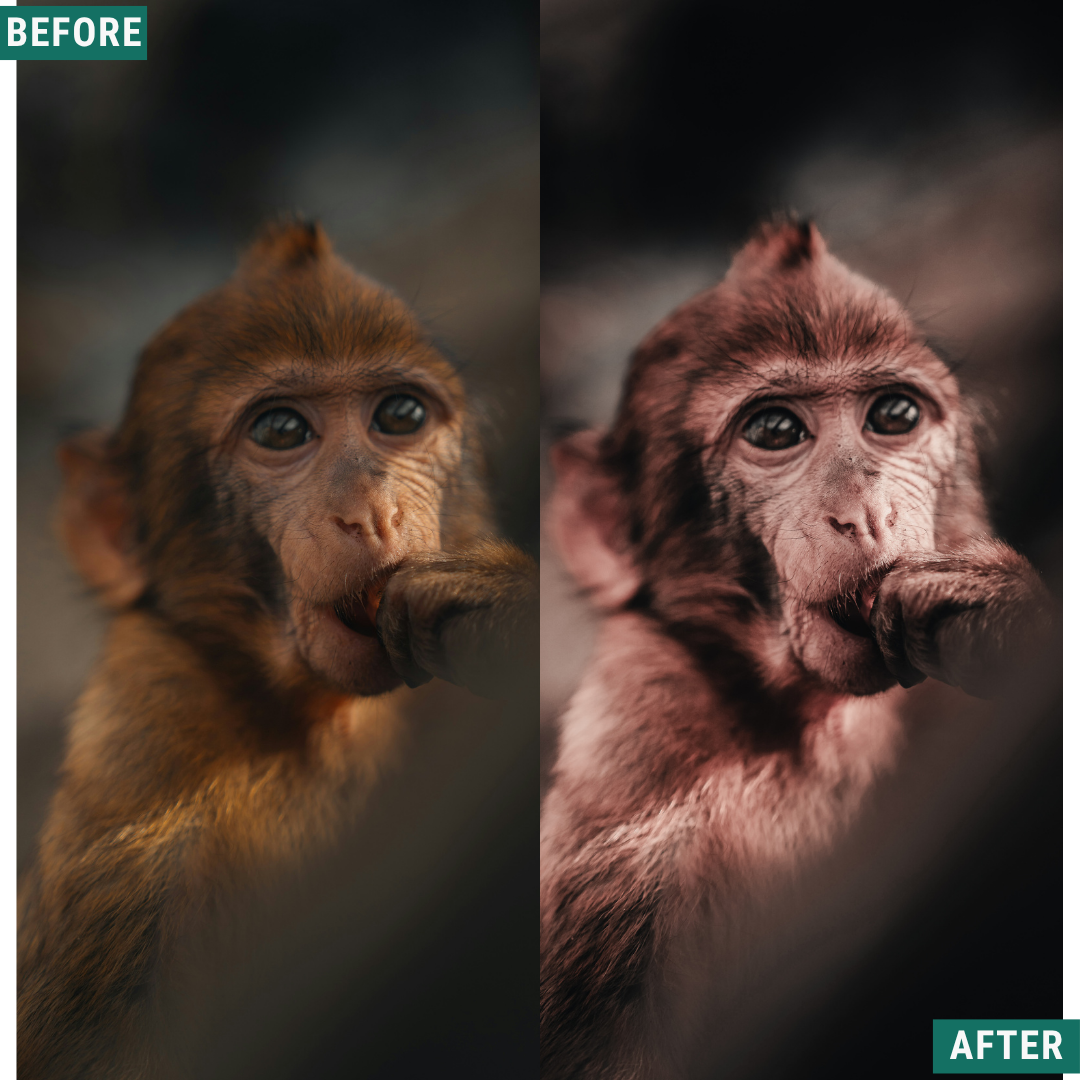 Muted Brown LIMITED Lightroom Presets Pack