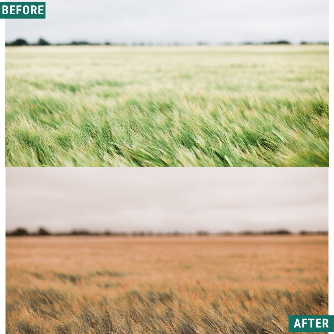 Gold Fields Lightroom Presets Pack