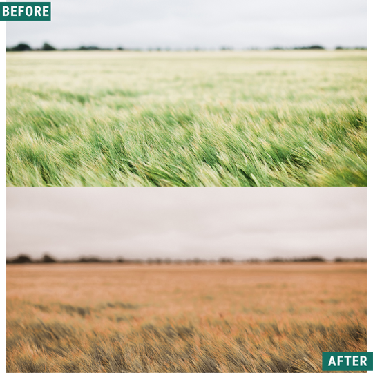 Gold Fields Lightroom Presets Pack