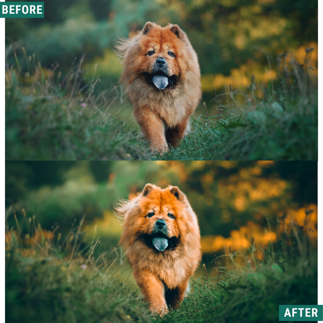 Rustic Spring Capture One & LUT Presets Pack