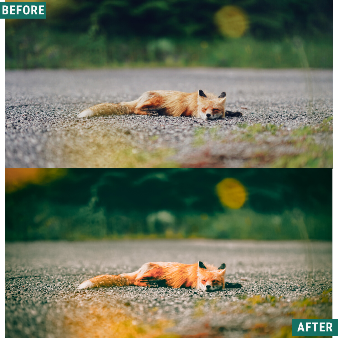Rustic Spring Capture One & LUT Presets Pack