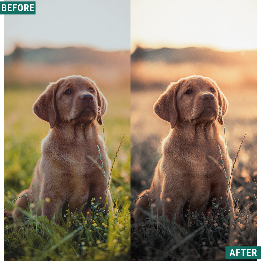 Gold Mood LIMITED Lightroom Presets Pack