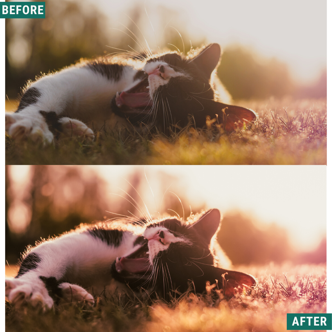 Rose Hour LIMITED Lightroom Presets Pack