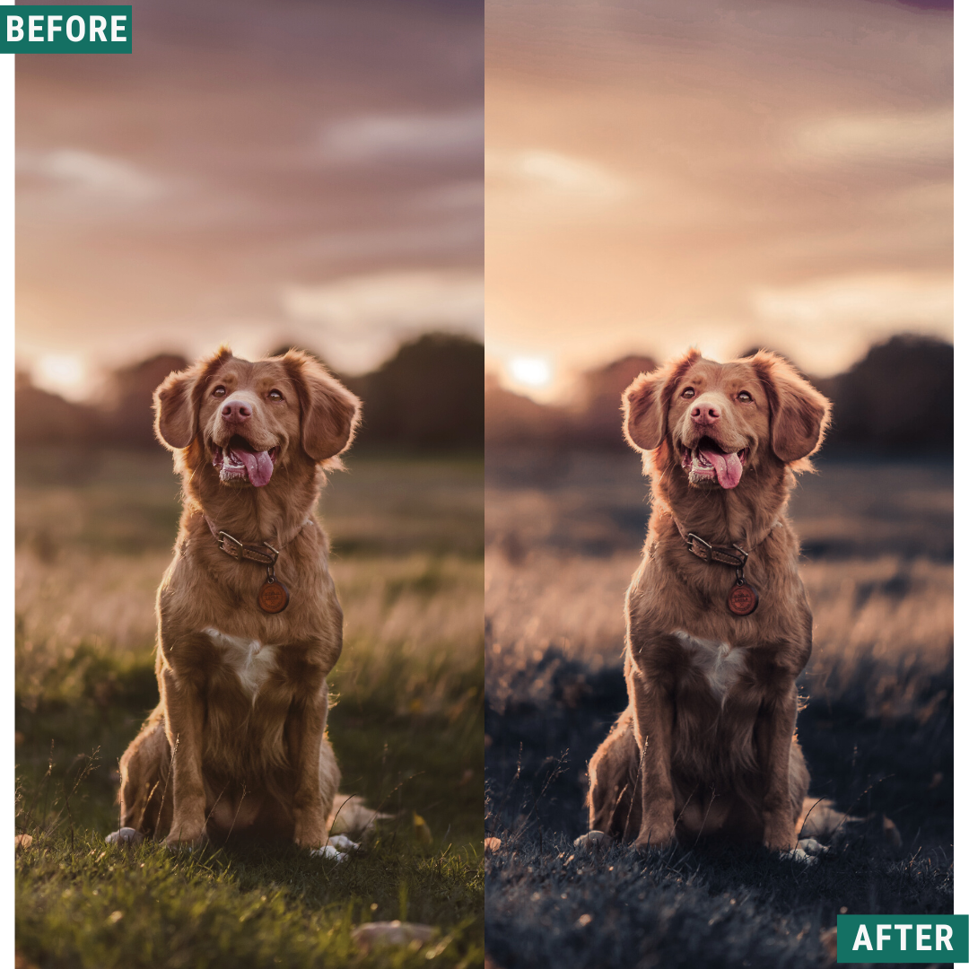 Gold Mood LIMITED Lightroom Presets Pack