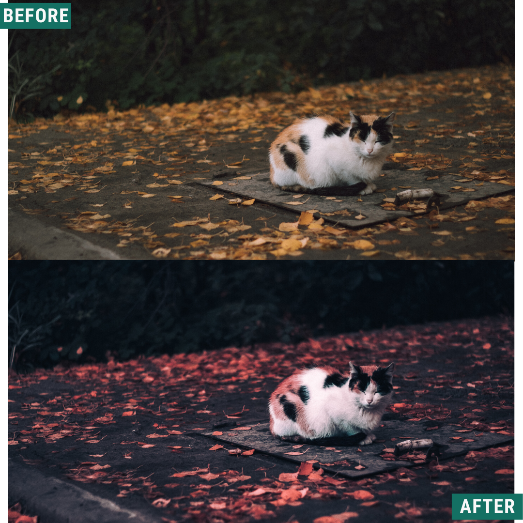 Red Tones LIMITED Capture One & LUT Presets Pack