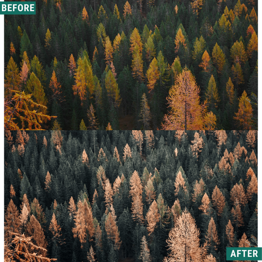 Moody Autumn Capture One & LUT Presets Pack