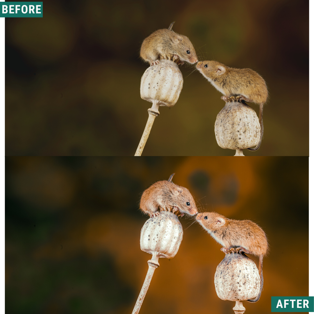 Warm Fall LIMITED Capture One & LUT Presets Pack
