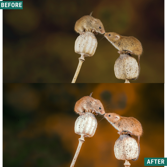 Warm Fall LIMITED Capture One & LUT Presets Pack