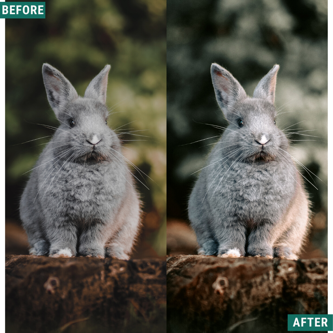 Moody Autumn Capture One & LUT Presets Pack