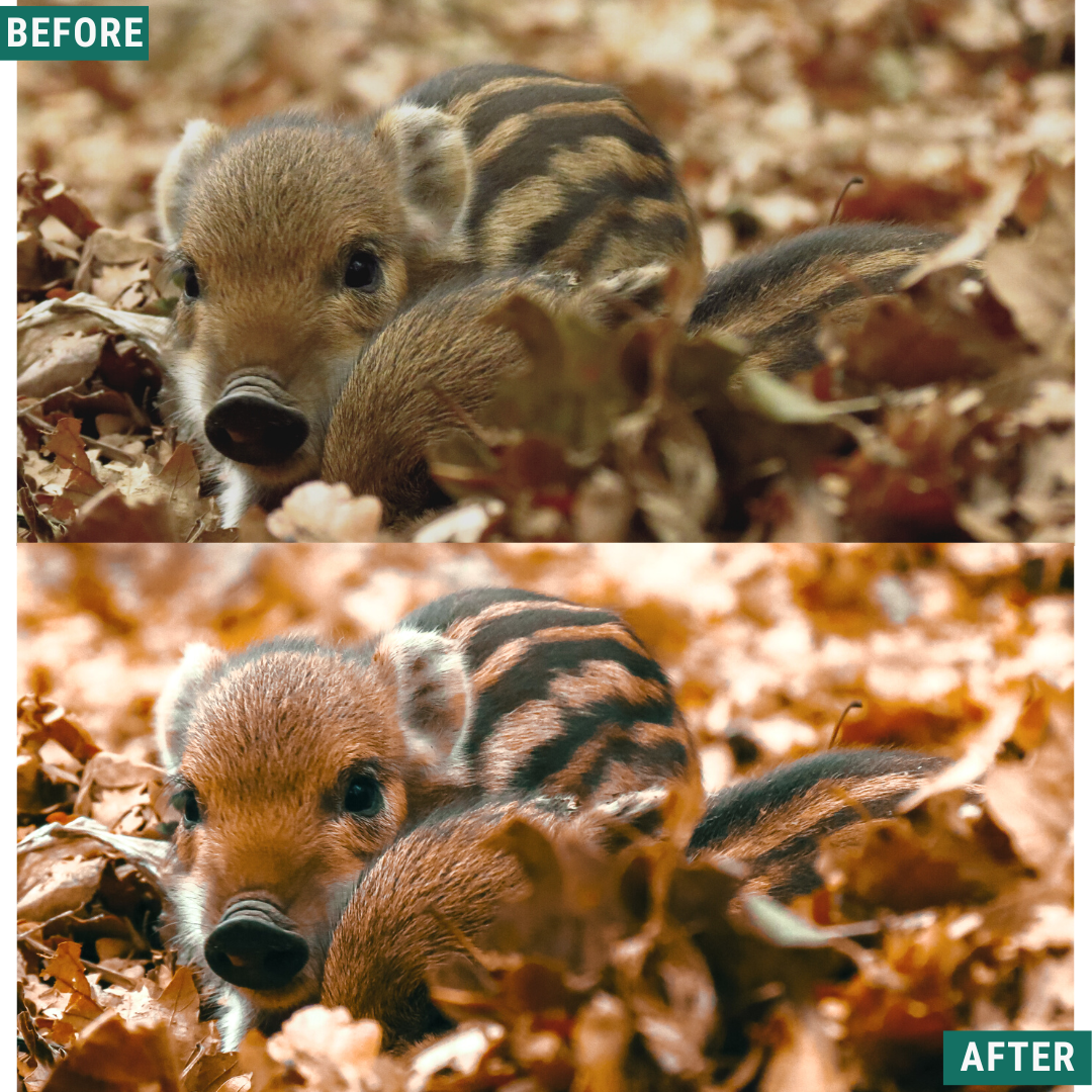 Warm Fall LIMITED Capture One & LUT Presets Pack