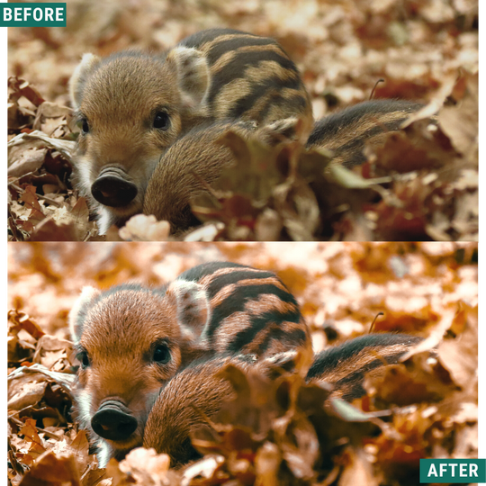 Warm Fall LIMITED Capture One & LUT Presets Pack