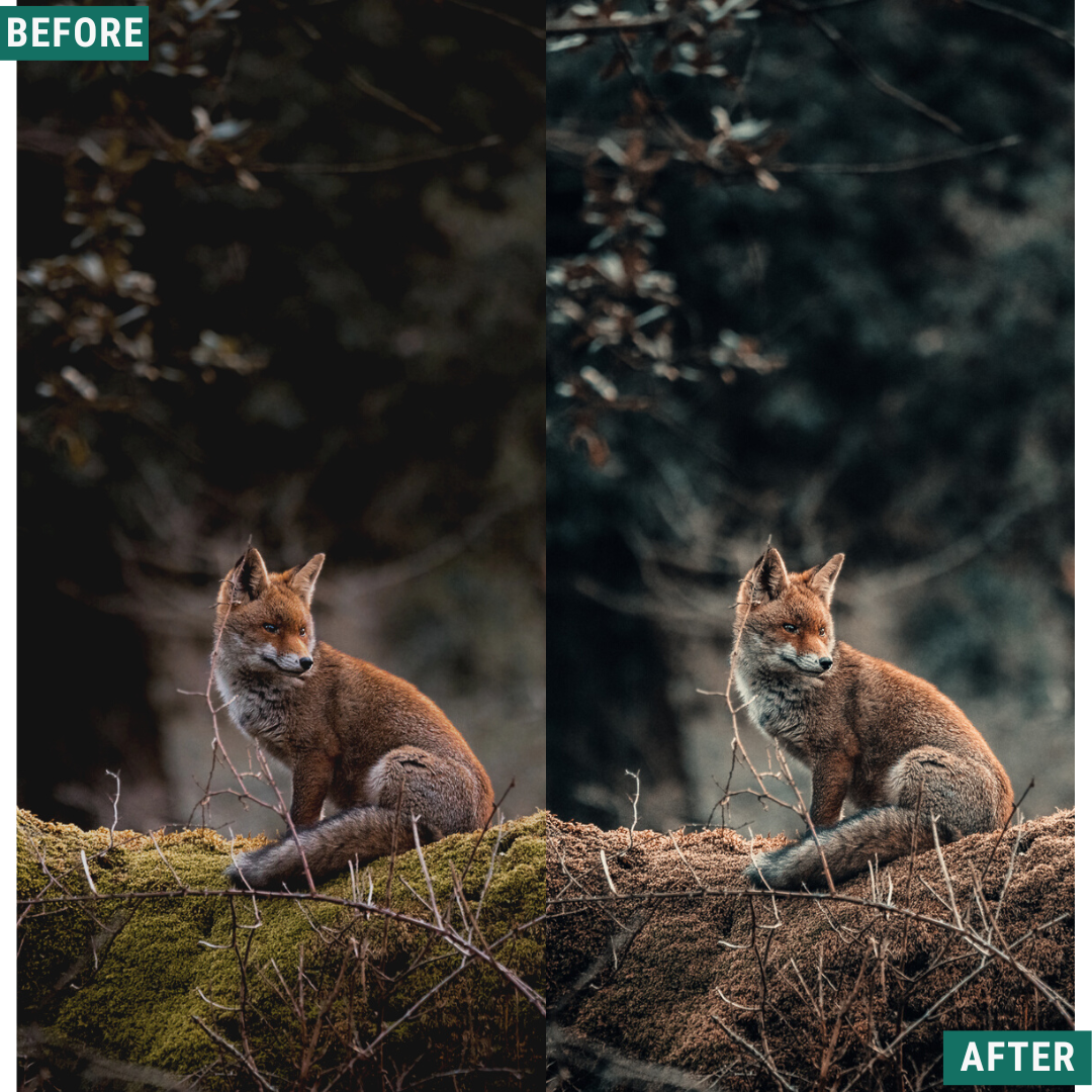 Moody Autumn Capture One & LUT Presets Pack