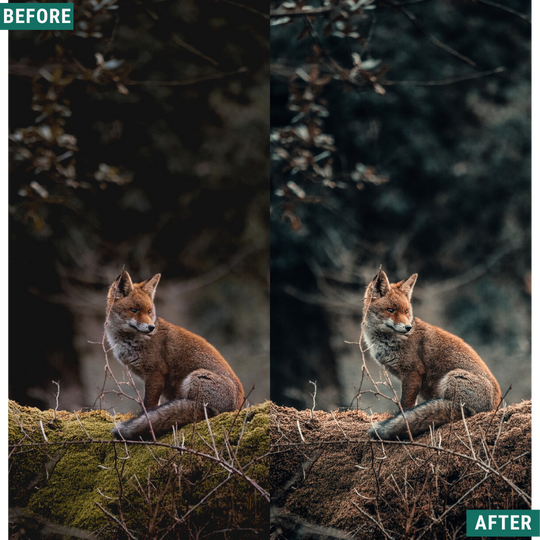 Moody Autumn Capture One & LUT Presets Pack