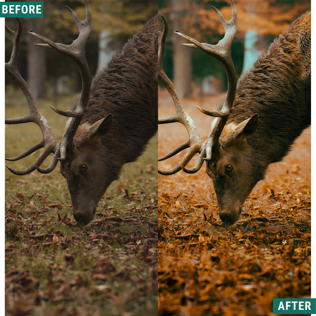 Warm Fall LIMITED Lightroom Presets Pack