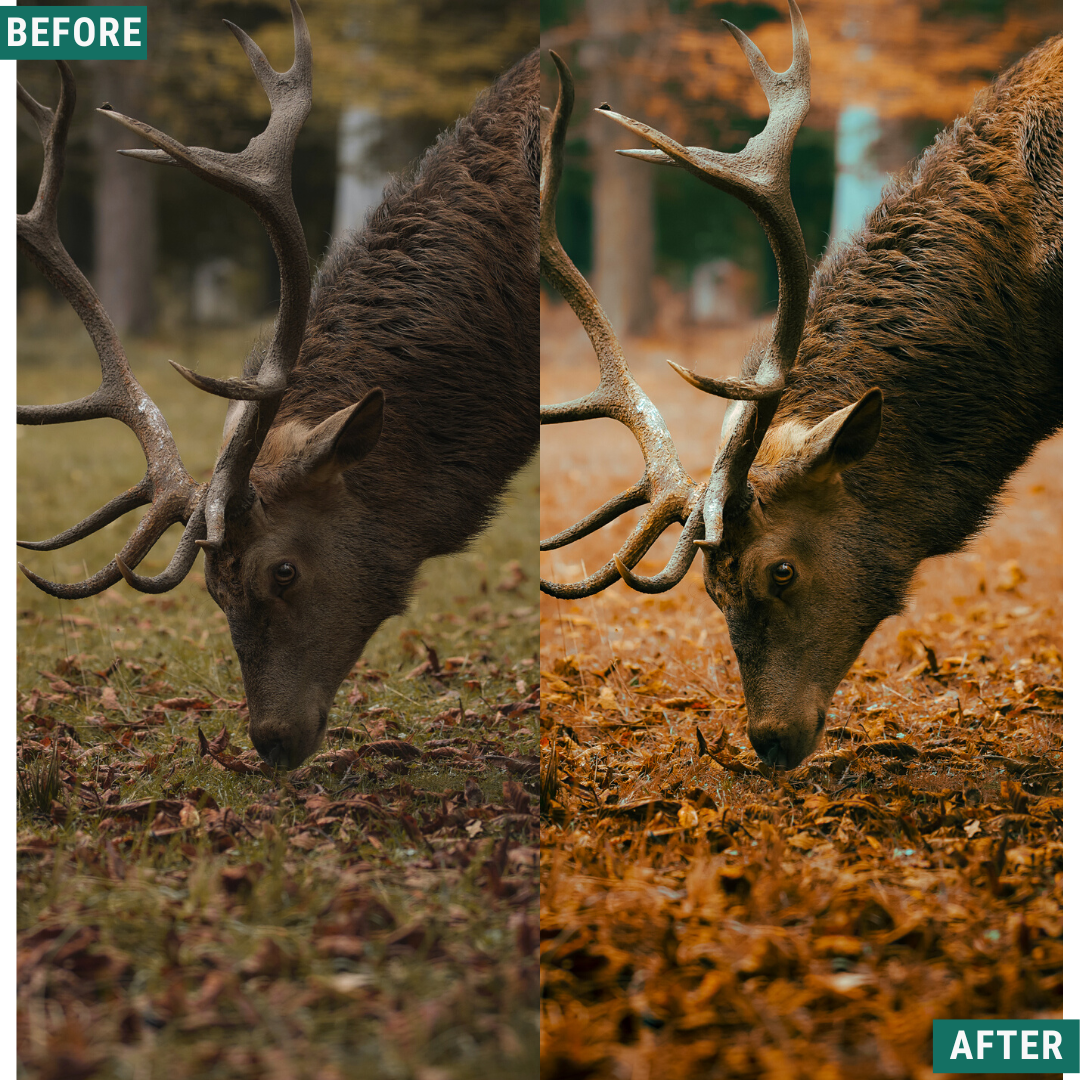 Warm Fall LIMITED Capture One & LUT Presets Pack