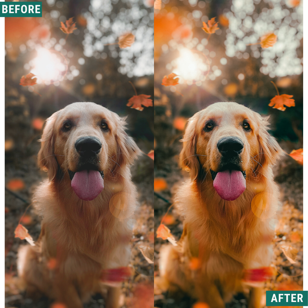 Warm Fall LIMITED Lightroom Presets Pack