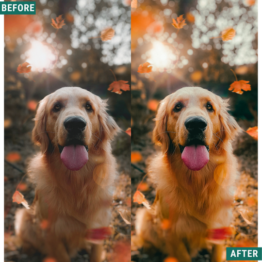 Warm Fall LIMITED Lightroom Presets Pack