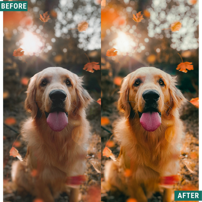 Warm Fall LIMITED Lightroom Presets Pack