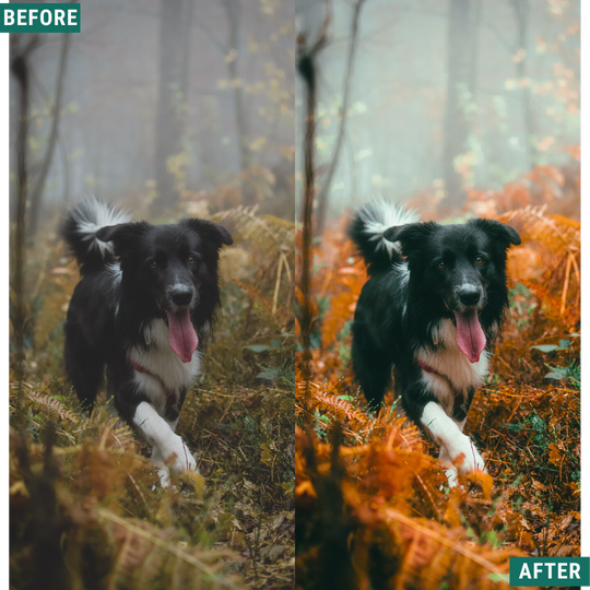 Warm Fall LIMITED Lightroom Presets Pack