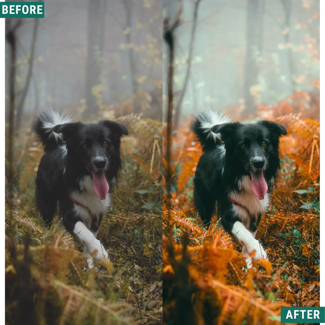 Warm Fall LIMITED Capture One & LUT Presets Pack