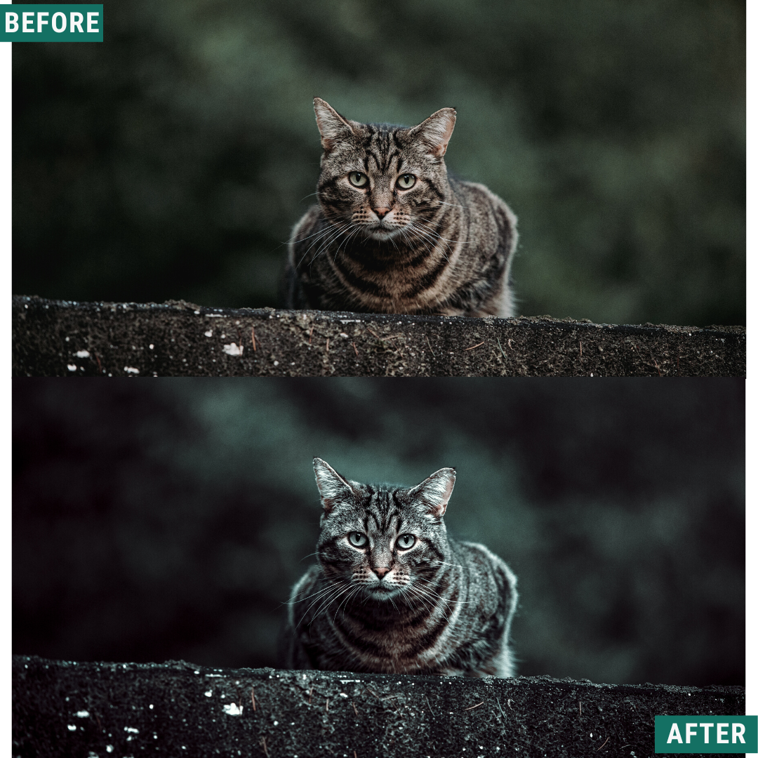 Spooky Green LIMITIERTES Lightroom-Presets-Paket