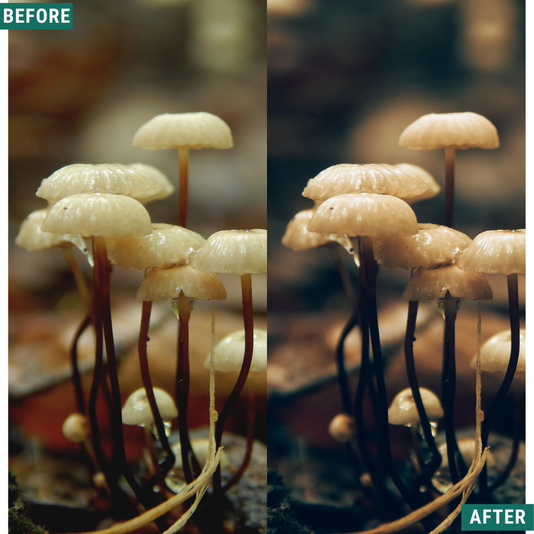 Rustic Green Lightroom Presets Pack