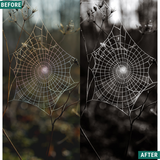 Spooky Mono LIMITED Lightroom Presets Pack