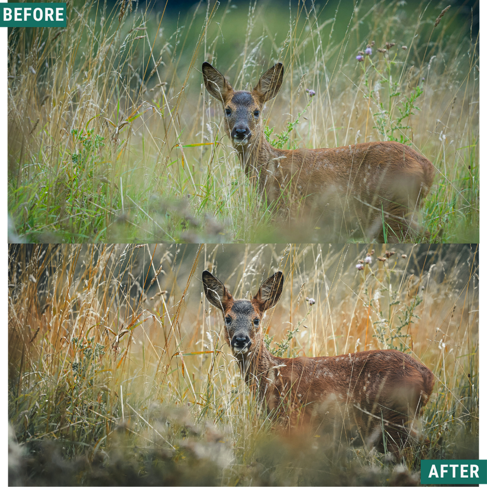 Gold Valley LIMITED Lightroom Presets Pack
